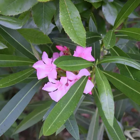 Vandrarhem Dijaski Dom Portoroz,