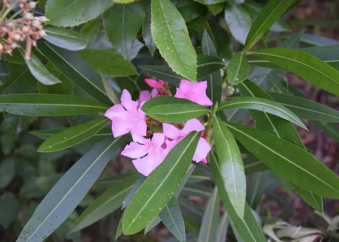 Ostello Dijaski Dom Portoroz,